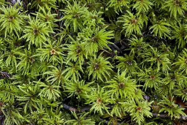 Male gametophytes of umbrella moss