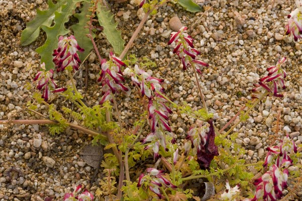 Bicoloured flowering Fumaria