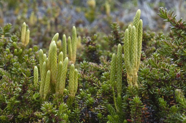 Magellanic Clubmoss