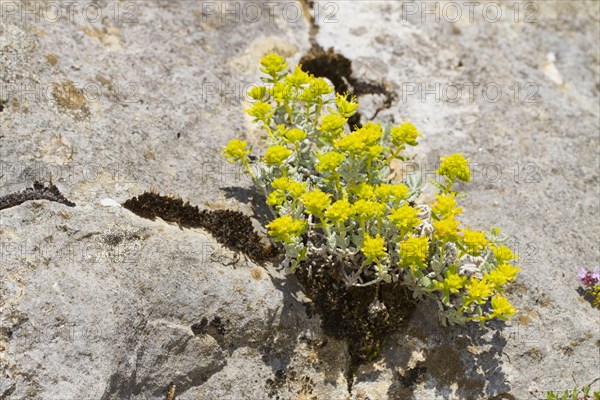 Rocky Germander