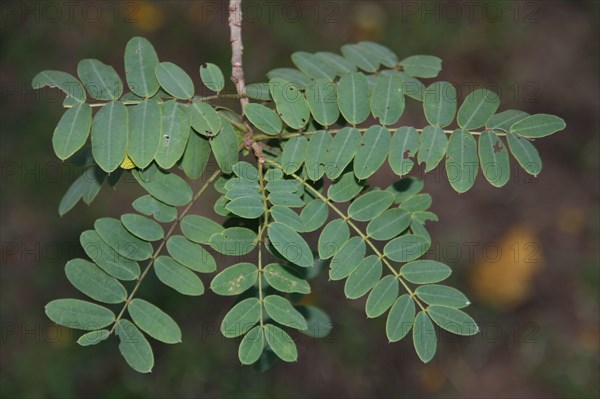 Cassia auriculata