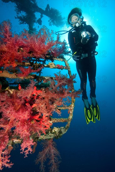 Divers and soft corals