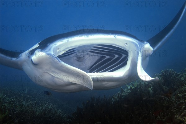 Manta ray