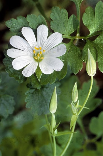 Greater Stitchwort