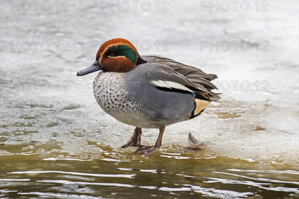 Eurasian teal