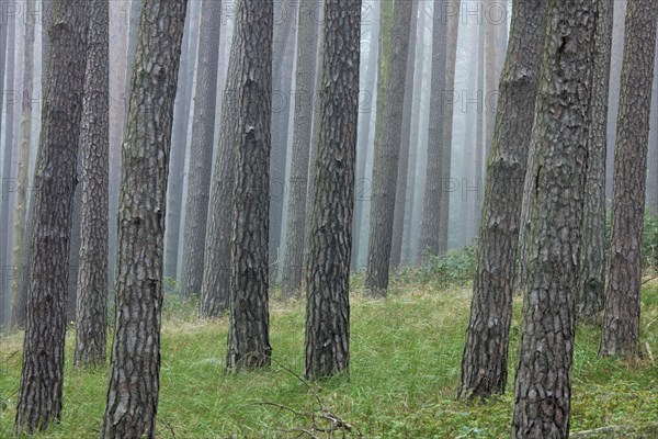 Tree trunks of scots pine