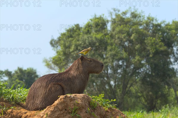 Capybara