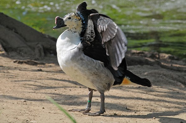 Humpbacked lance duck