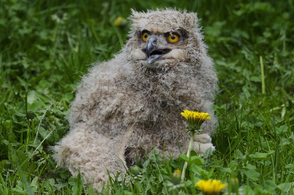 Eurasian Eagle-owl