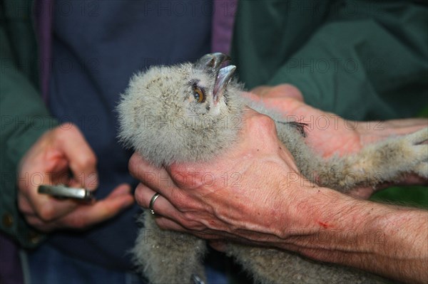 Eurasian Eagle-owl