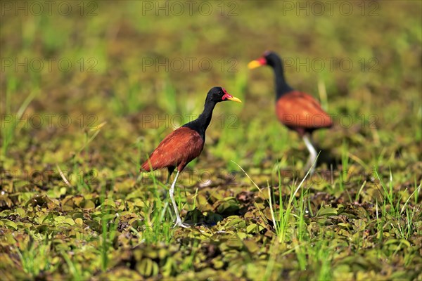 Wattled jacana