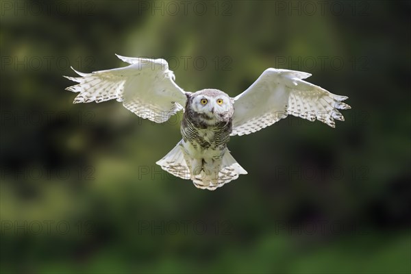 Snowy Owl