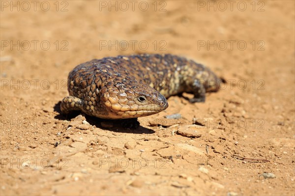 Tiliqua rugosa