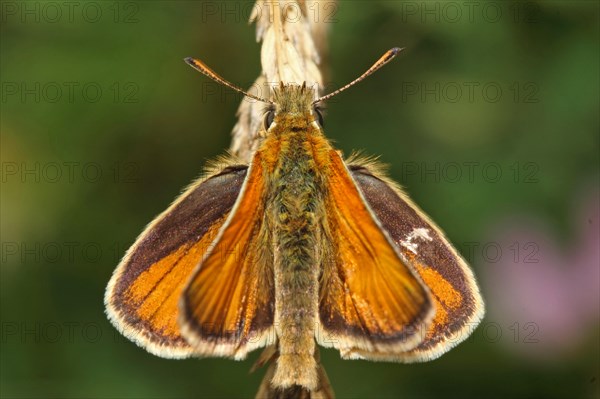 Brown Coloured Hawk Butterfly