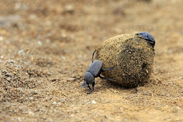 Dung beetle