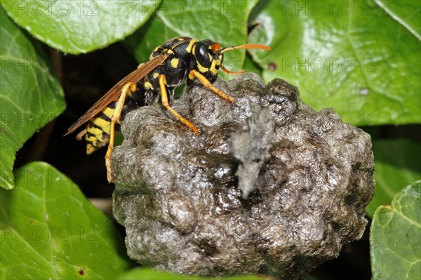 European Paper Wasp