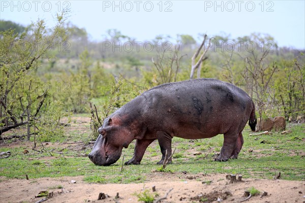 Hippopotamus