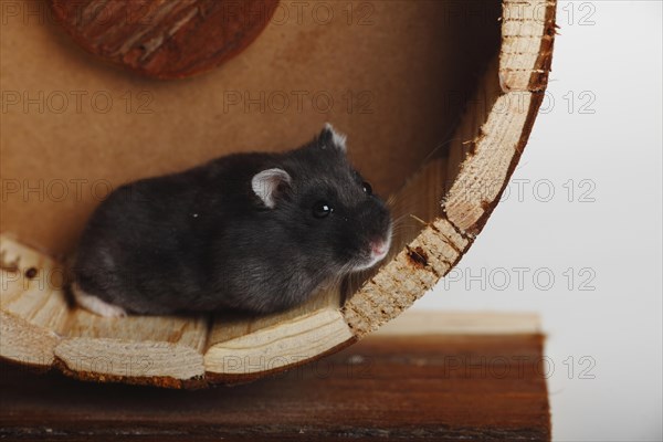 Djungarian hamster