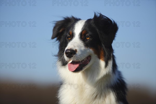 Australian Shepherd