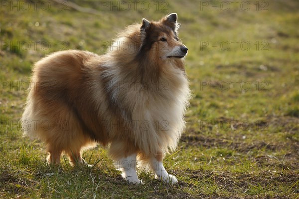 Scottish shepherd dog