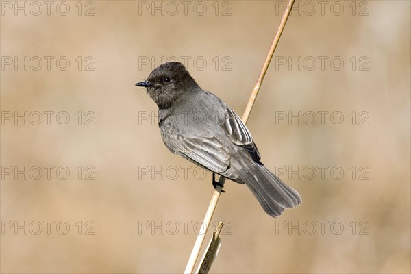 Black black phoebe