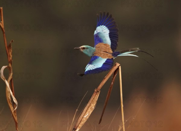 Abyssinian Roller