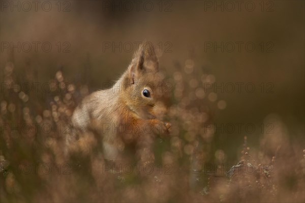 Eurasian red squirrel