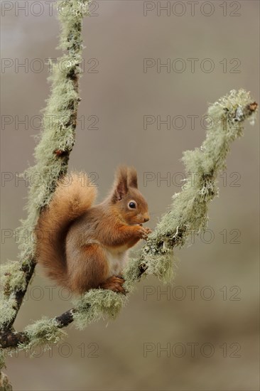 Eurasian red eurasian red squirrel