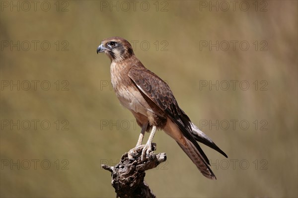 Brown Falcon