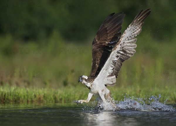 Osprey