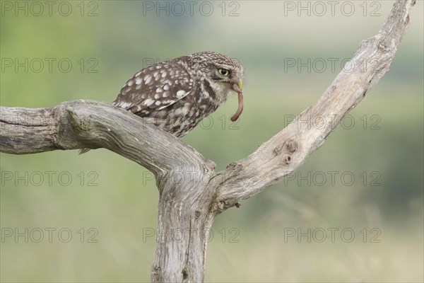 Little Owl