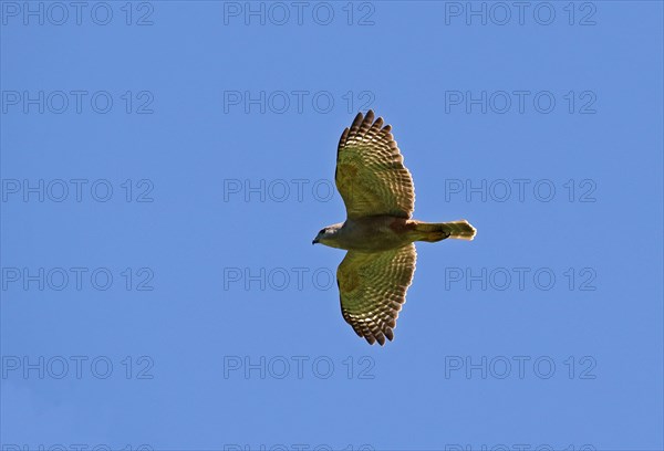 Ridgway's ridgway's hawk