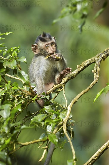 Crab-eating macaques