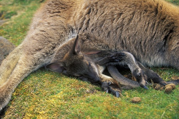 Red-necked Wallaby