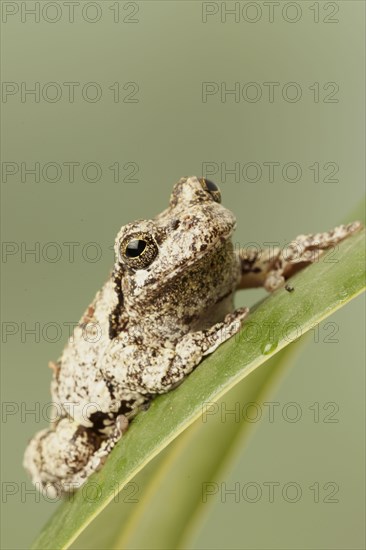 Grey Tree Frog