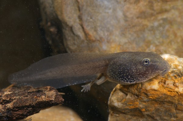 Italian Stream Frog