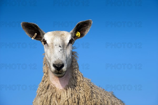 Domestic Sheep