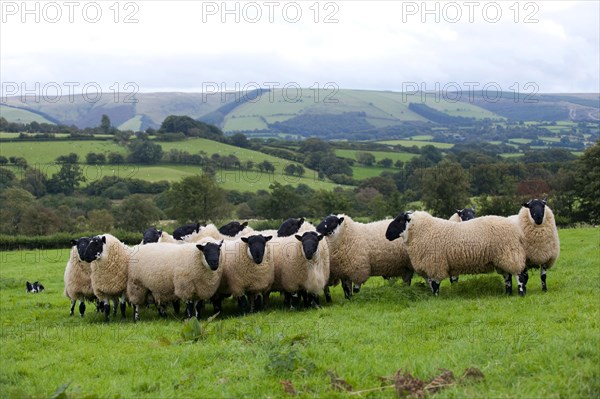 Domestic sheep