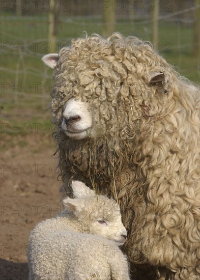 Domestic sheep