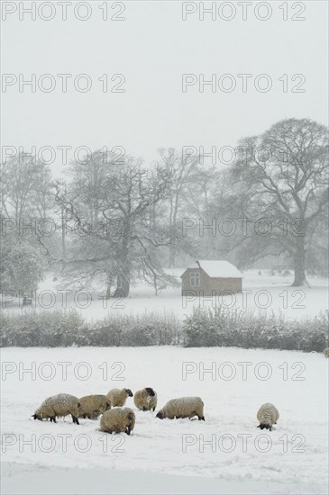 Domestic sheep