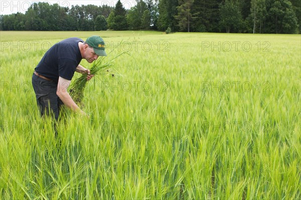 Farmer pulling wild oat