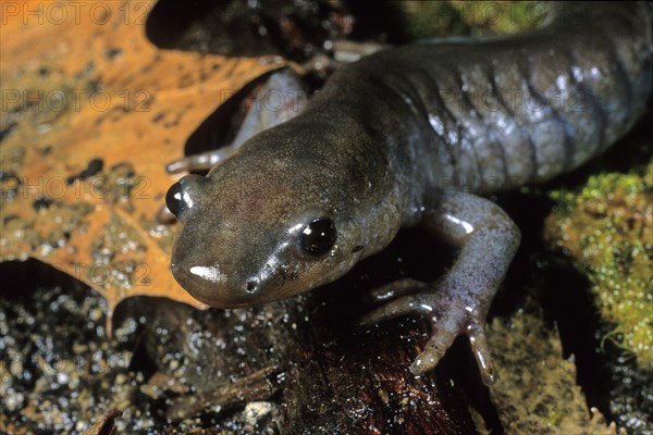 Jefferson's Salamander