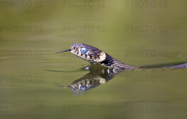 Grass snake