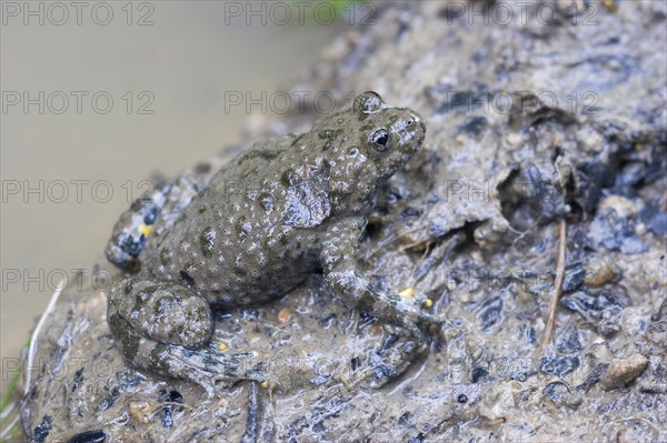 Yellow-bellied toad