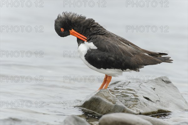 Eurasian eurasian oystercatcher