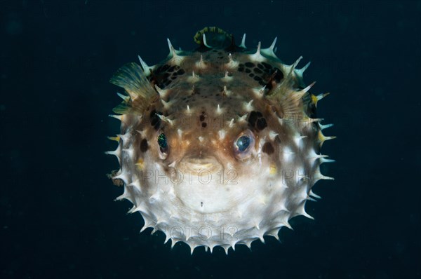 Orbicular burrfish