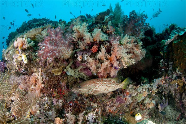 Sharphead Grouper