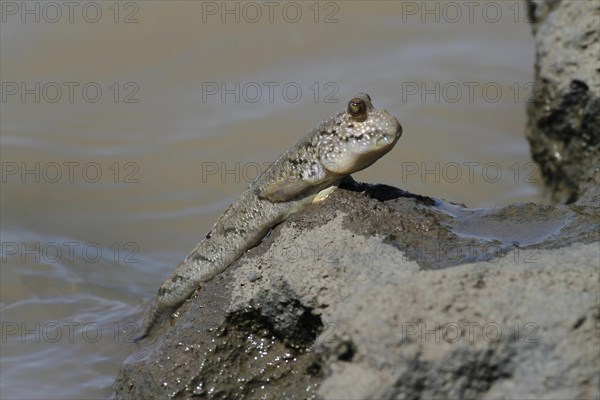 Mudskipper