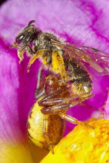 Napoleon Crab Spider