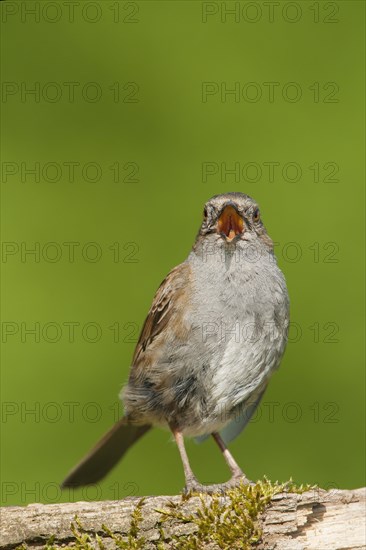 Dunnock